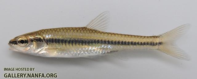 Notropis heterolepis 2 by BZ