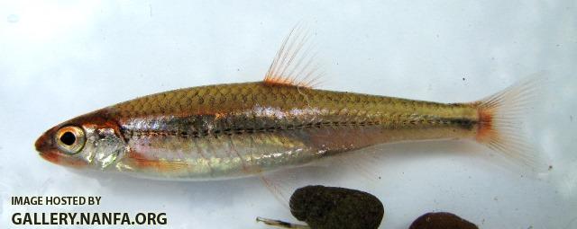 Notropis leuciodus 1 by BZ