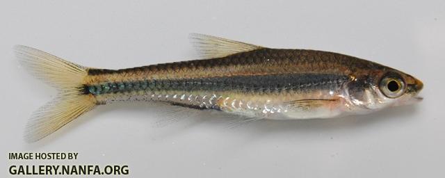 Notropis petersoni 1 by BZ