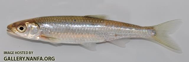 Notropis photogenis 1 by BZ