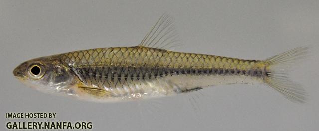 Notropis stramineus 1 by BZ