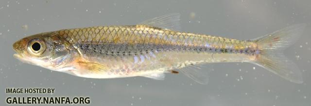 Notropis stramineus 2 by BZ