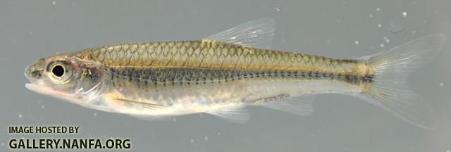 Notropis volucellus 1 by BZ