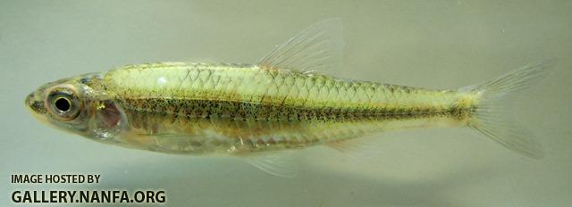 Notropis volucellus 2 by BZ