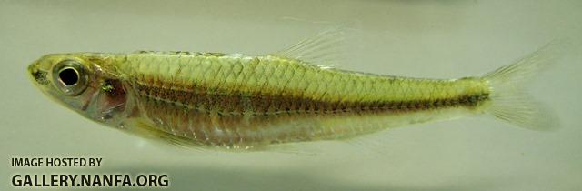 Notropis volucellus 3 by BZ