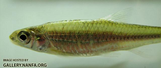 Notropis volucellus 4 by BZ