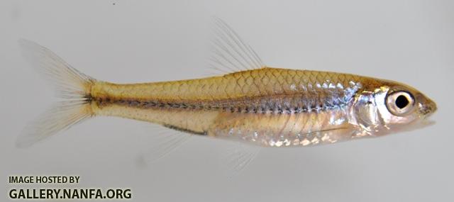 Notropis wickliffi 1 by BZ