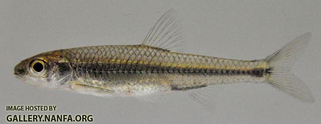 Notropis wickliffi 2 by BZ