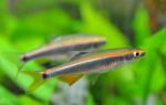 Pteronotropis cf. metalicus Alafia Shiner 2 by BZ