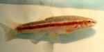 Rhinichthys obtusus male3 by BZ