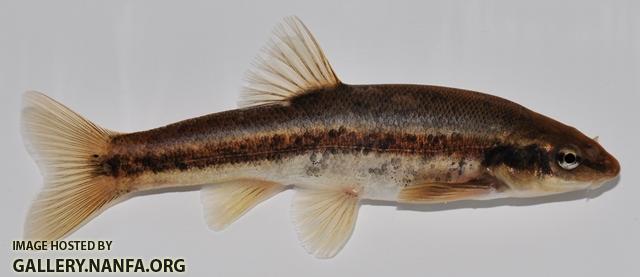 Rhinichthys obtusus male4 by BZ