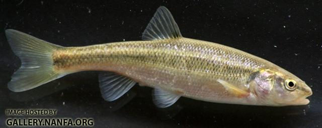 Semotilus atromaculatus female3 by BZ