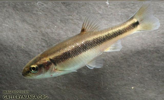 Semotilus atromaculatus juvenile1 by BZ