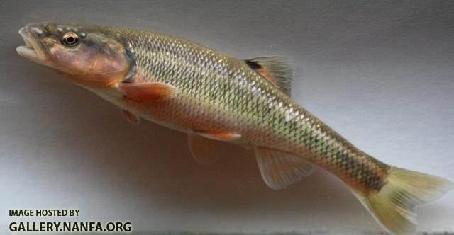 Semotilus atromaculatus male5 by BZ