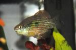 Cyprinodontidae Pupfish Family