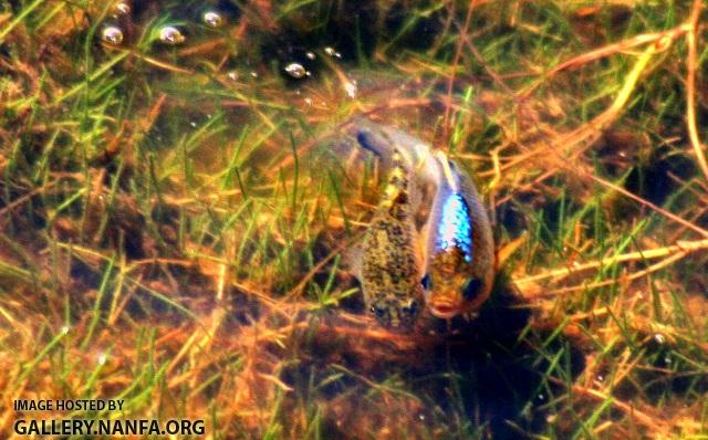 Cyprinodon variegatus breeding pair2 by BZ