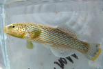 Fundulus catenatus male3 by BZ