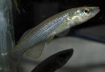 Fundulus catenatus male4(non breeding) by BZ