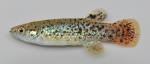 Fundulus chrysotus male(melanistic)2 by BZ