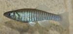 Fundulus diaphanus diaphanus male1 by BZ