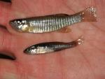 Fundulus diaphanus diaphanus pair1 by BZ