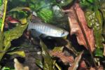 Fundulus dispar male1 by BZ