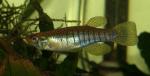 Fundulus dispar male2 by BZ