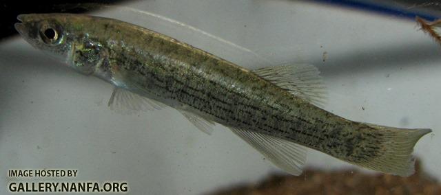 Fundulus catenatus female1 by BZ