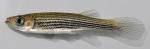 Fundulus lineolatus female1 by BZ