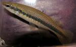 Fundulus olivaceus male2 by BZ