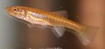 Fundulus seminolis juvenile1 by BZ