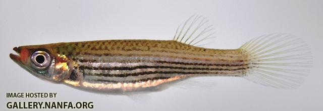 Fundulus lineolatus female2 by BZ