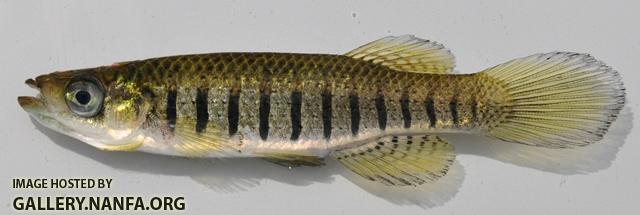 Fundulus lineolatus male1 by BZ