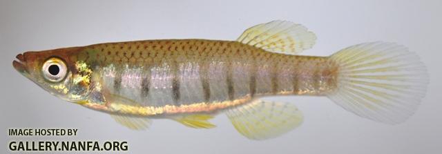 Fundulus lineolatus male2 by BZ