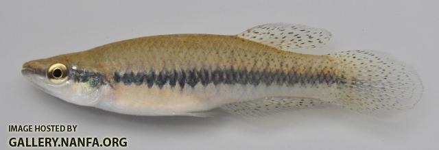 Fundulus notatus male1 by BZ