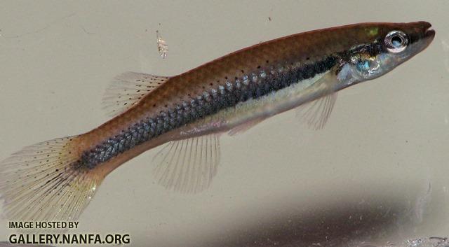 Fundulus olivaceus female1 by BZ