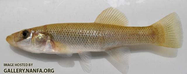 Fundulus seminolis female1 by BZ