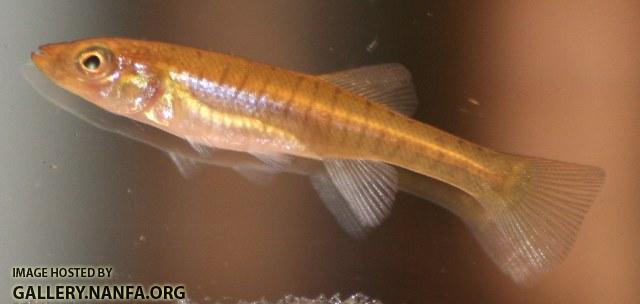 Fundulus seminolis juvenile1 by BZ