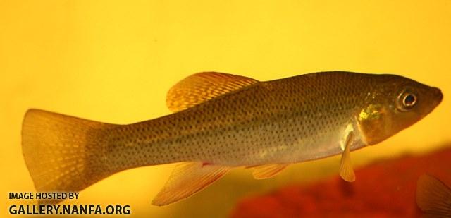 Fundulus seminolis male1 by BZ