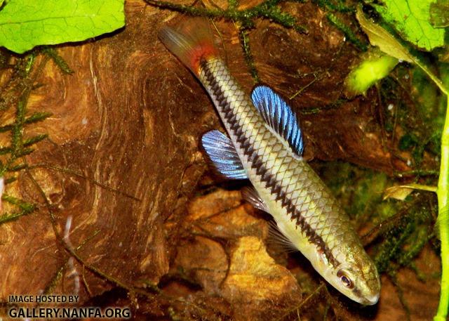 Lucania goodei male1 by JZ