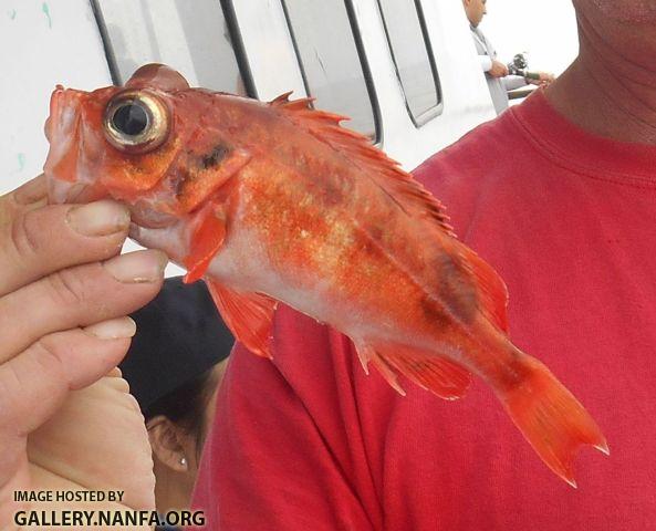 Acadian Redfish Dietary