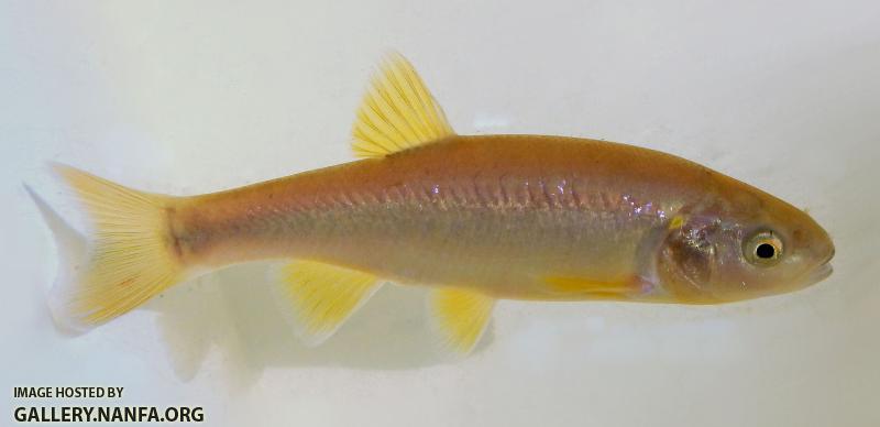 dixie chub female