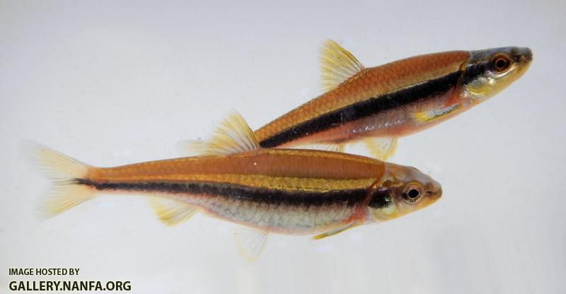 yellowfin pair