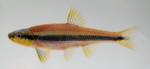 yellowfin (1)