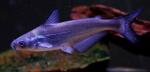 Ictalurus furcatus2 by JZ