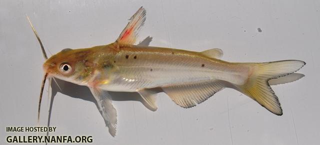 Ictalurus punctatus juvenile1 by BZ