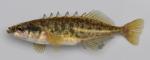 Gasterosteidae Stickleback Family