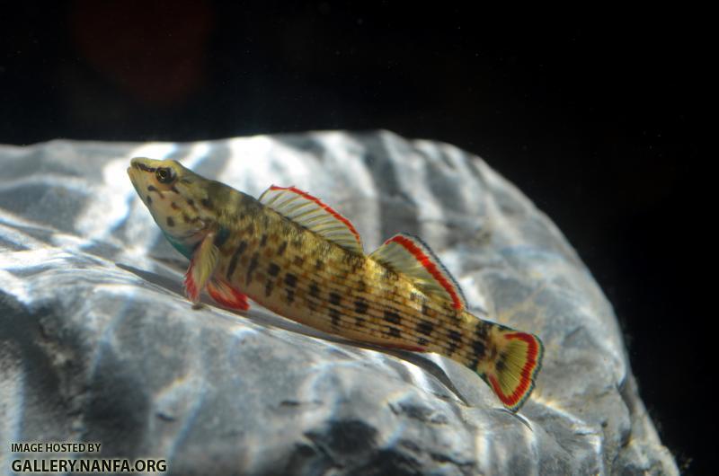 male redline darter