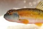 Nocomis leptocephalus male12 by BZ