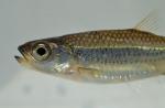 Notropis scepticus male2 by BZ
